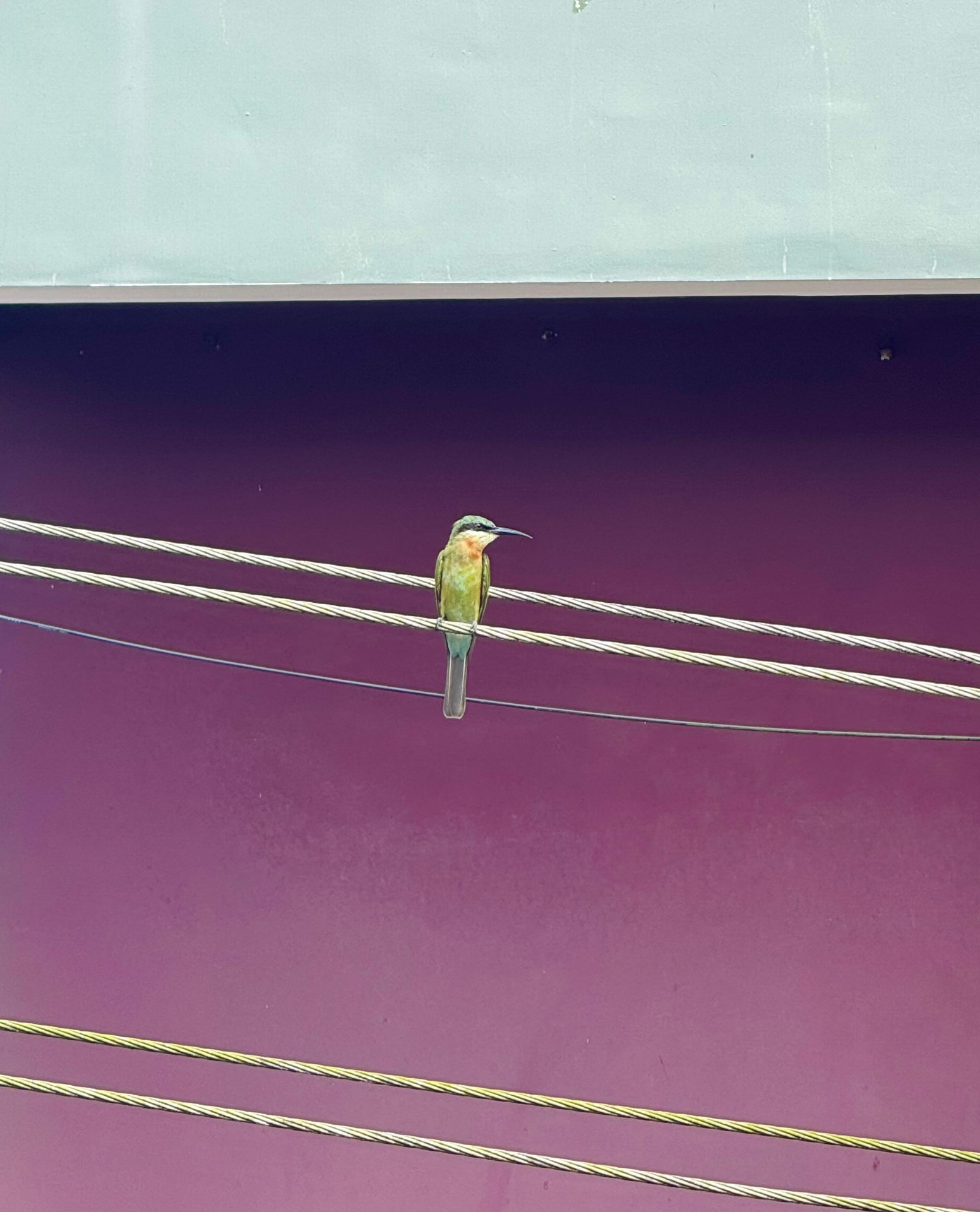 A green bee-eater perched on a cable in front of a deep pink wall