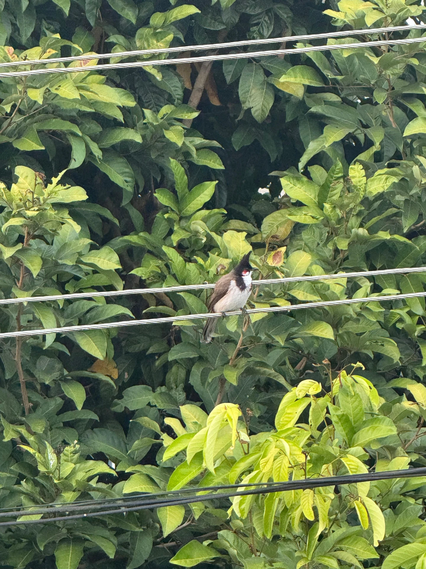 A red-whiskered bulbul perched on a wire among dense green leaves