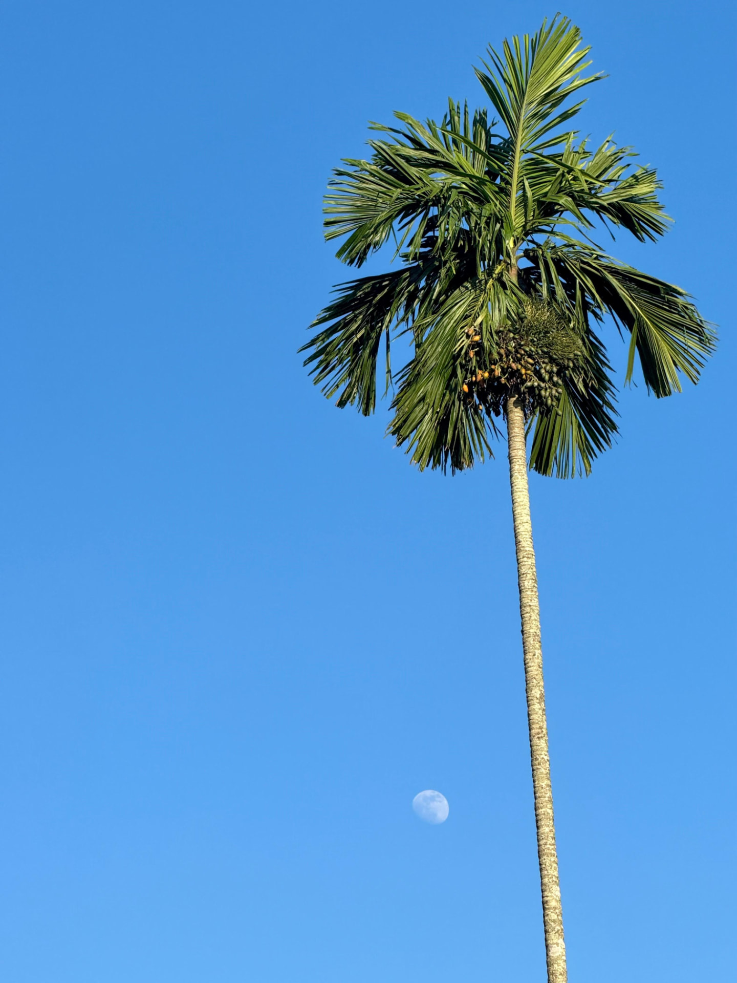 An areca palm against a blue sky with the daytime moon beside it