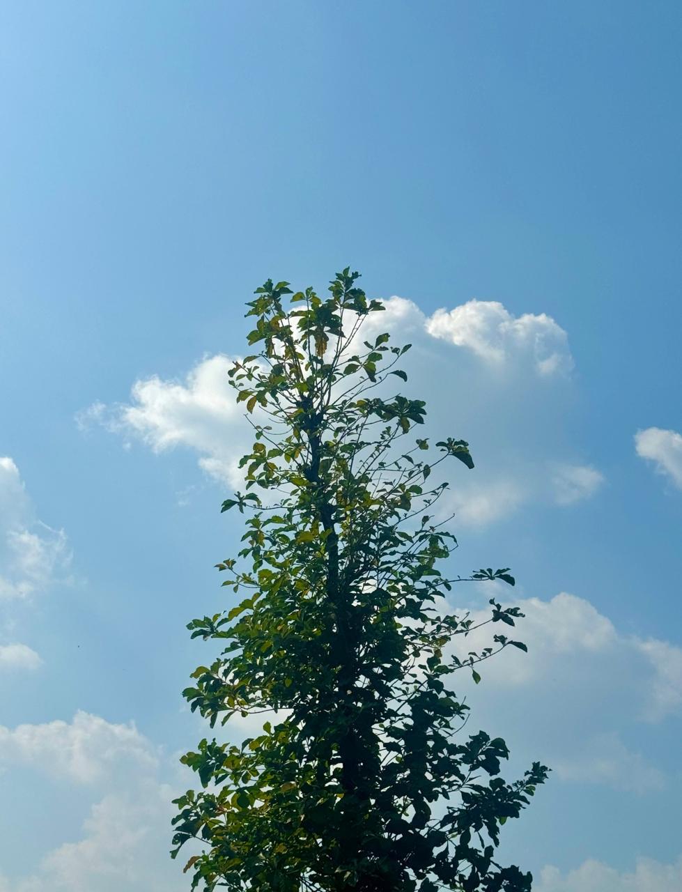 Green treetop against a blue sky with white clouds